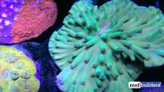 Dark Horse Hero Coral Turbinaria heronensis [upl. by Allerus]