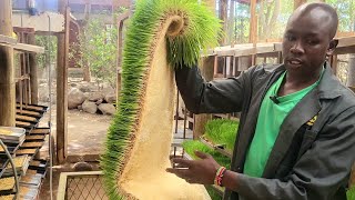 Hydroponics fodder we make 8kg of fodder from 1kg of barley [upl. by Rehpatsirhc]