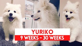 Samoyed puppy from 9 weeks to 30 weeks  Yuriko Samoyed Adventures [upl. by Beuthel]