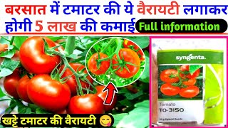 बरसात में लगने वाली टमाटर की No1 वैरायटी।To3150variety tomatoSyngenta।hybrid tomato seeds [upl. by Modnarb]