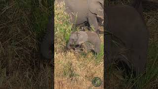 Baby Elephant Takes On Reeds [upl. by Lledualc]