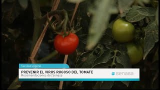 Medidas de prevención contra el virus rugoso del tomate [upl. by Filler766]