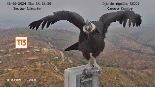 Majestuoso Cóndor andino posó durante 15 horas [upl. by Montano]