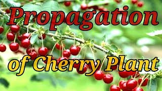 How the Commercial Propagation of Cherry Plants are Done in the Nurseries [upl. by Anabelle]