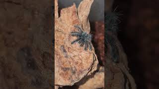 Itty Bitty Baby Antilles Pinktoe Tarantula [upl. by Roxie672]