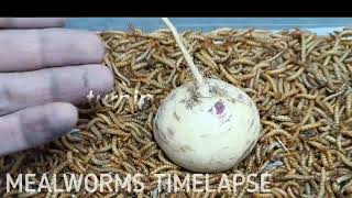 Mealworms vs Turnip [upl. by Ahsimat]