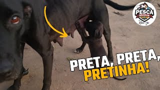 Preta preta pretinha [upl. by Alegna]