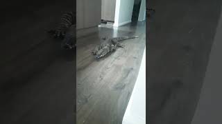 A goanna just walked into our house [upl. by Mountford]