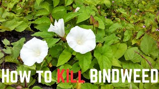 How to KILL Bindweed [upl. by Acsecnarf]