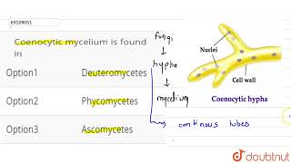 Coenocytic mycelium is found in [upl. by Hammond]