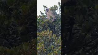 Vervet monkey on a tree [upl. by Yraek215]