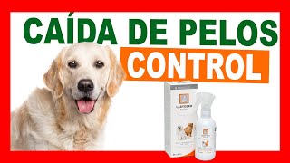 ¿Cómo FORTALECER la PIEL de tu MASCOTA LABYDERM BIOFORCE [upl. by Anilam]