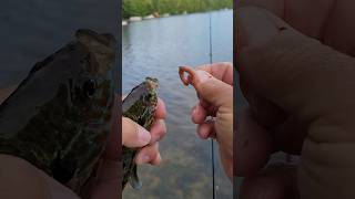 BOBBER FISHING FOR PANFISH fishing bluegillfishing panfish sunfish short shorts bobbers [upl. by Cloots]