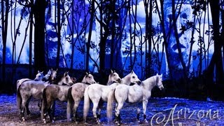 Cavalia Odysseo Preview in Arizona [upl. by Eniamreg]