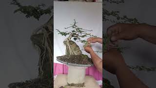 PREMNA MICROPHYLLA BONSAI [upl. by Nallac]