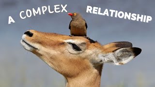 The Oxpecker and Their Hosts A Complex Relationship [upl. by Imnubulo]