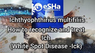 🇬🇧 ICHthyophthirius multifiliis  how to recognize and treat Ich  White spot disease  Ick [upl. by Fillender]