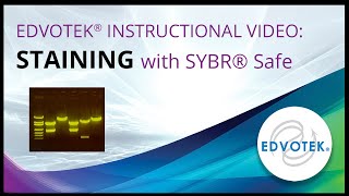 SYBR® Safe  Edvotek Video Tutorial [upl. by Lenuahs]