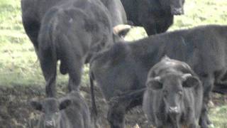 Wild Cattle Herd Hawaii [upl. by Trauner912]