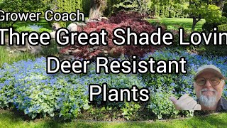 Three Great Shade Loving Deer Resistant Plants that go well together [upl. by Vickie]