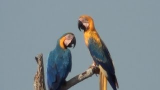 ARARACANINDÉ rara ARA ARARAUNA BLUEANDYELLOW MACAW ARARAAMARELA ARAARAUNA [upl. by Helsa978]