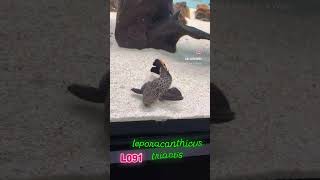 pleco L091 leporacanthicus triactis trending music fishing shortvideo comedy anime animals [upl. by Edita]