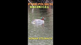 Ptaki Polski 11 Kaczki cz 1 [upl. by Aehr810]