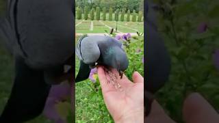 Pigeon show 😱😱😱😱😱🔝😱🔝😱😱🔝🫀 [upl. by Enawtna]