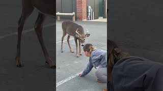 A huge diamond whitetail deer 🦌 [upl. by Major837]