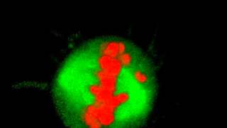 Mitosis in 3D  With Chromosome Bridge [upl. by Nolur]