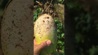 Which radish is handsome Vegetablegardenradishharvestfarmlife [upl. by Melia157]