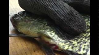 HowTo Fillet Fish with Rapala® Knives [upl. by Akcirred]