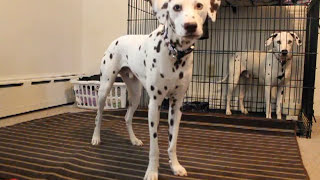 Ozzy the deaf Dalmatian shows off his tricks [upl. by Buchbinder]