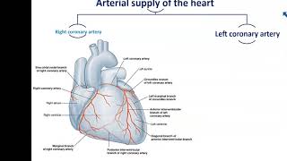 Blood Supply and Nerve Supply of the Heart  Dr Ahmed Farid [upl. by Zandra]