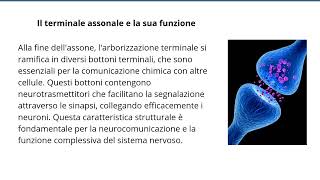 Assone del Neurone Struttura Funzioni e Trasmissione Nervosa [upl. by Nwaf894]