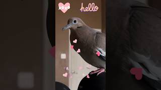 💖 “HELLO COOS” from Myrtle the DOVE🕊️ dove cooing pigeon birds doves dovebird [upl. by Derriey]