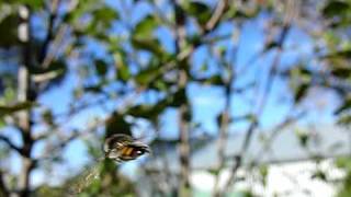 Hoverfly high speed camera [upl. by Hart]