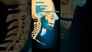 Geniohyoid Muscle humananatomy humanbody humanbody skullanatomy [upl. by Aisetra]