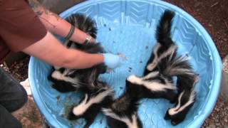 Young skunks learn to hunt insects at WildCare [upl. by Latty]