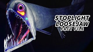 Stoplight Loosejaw Facts a Soft SKELETON 💀 Animal Fact Files [upl. by Nidnal]