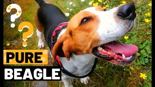 How Identify a Pure Beagle  4 Characteristics [upl. by Sheff]