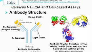 Immuno and Cellbased Assays  Altogen Labs [upl. by Adi]