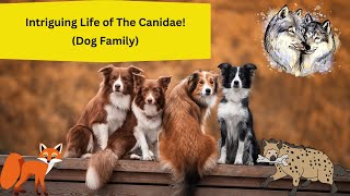 Intriguing Life of The Canidae Dog Family [upl. by Eresed938]