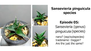 Sansevieria pinguicula Dagger or is it the subspecies nana  pinguicula Episode 05 [upl. by Carrick]