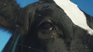 Eye of animal mammal cow Close up penetrating look of curious beautiful cow Cow looking into caer [upl. by Ejroj162]