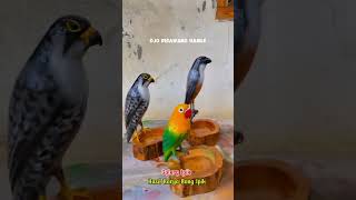 falconry burungfalcon burungelang burungcendet burunglovebird newvideo kerajinandarikayu [upl. by Ursi]