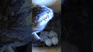 Eastern screech owl in nest box with two owlets owls nestbox [upl. by Vizzone]