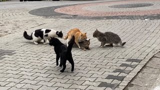 Cats mating nonstop on the street These Cats are so beautiful 😍 [upl. by Jaenicke]