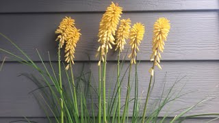 Red Hot Pokers  Kniphofia uvaria cultivars [upl. by Suaeddaht343]