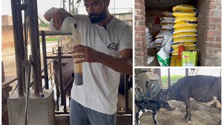 Transition Plux Feed ਦੇ 30 Bags ਆਏ  2nd Lactation ਗਾਂ ਦਾ ਸੂਆ ਪਿਆ  Bassi Dairy Farm  Punjab [upl. by Gae]